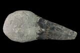 Cretaceous Conulariid Fossil - Kansas #143476-2
